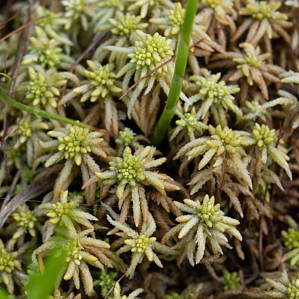 sundew moss in a bog