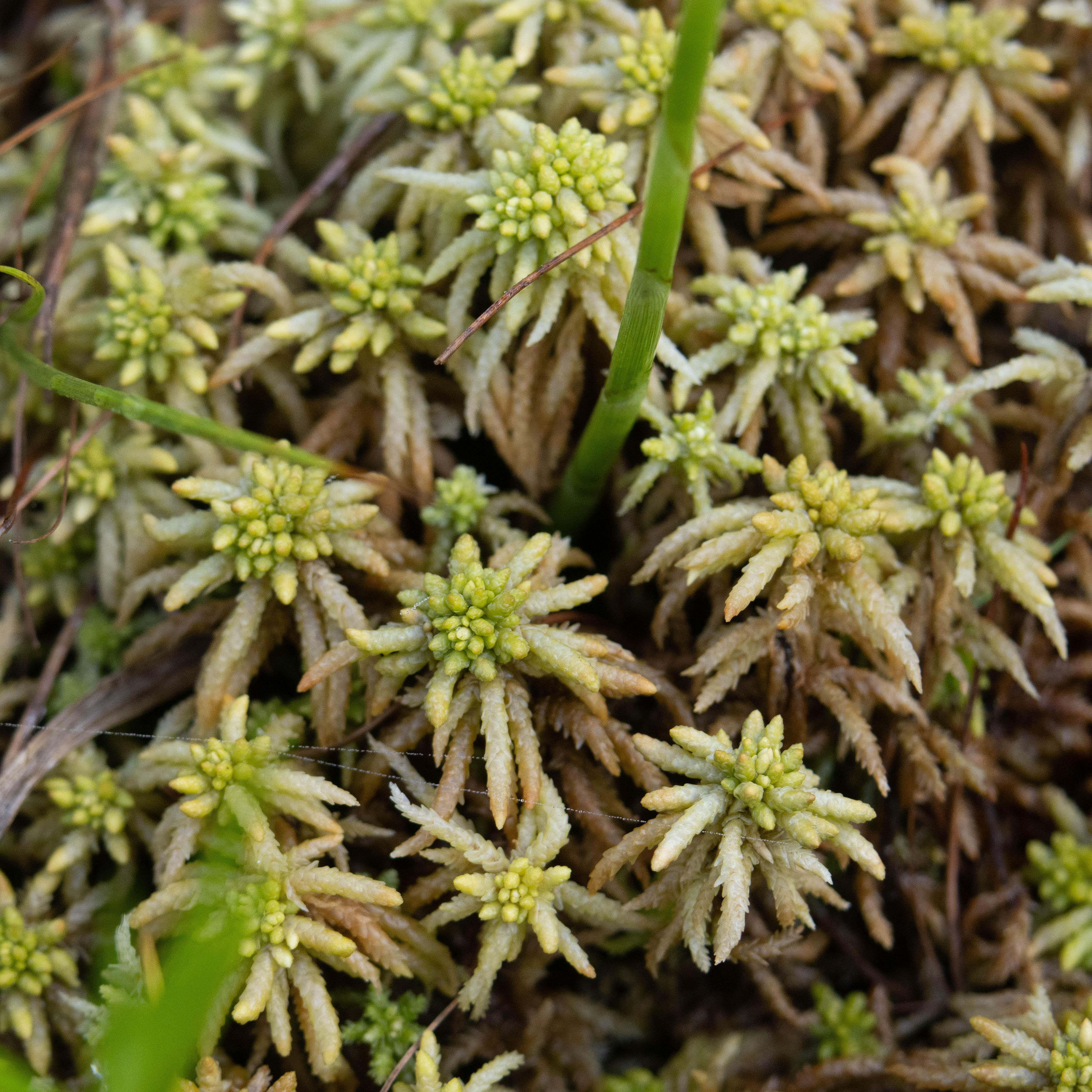 sundew moss in a bog