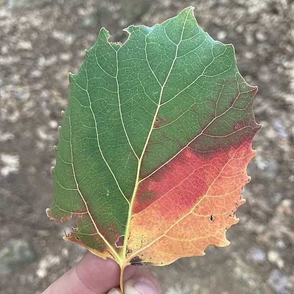 person holding a green leaf that is starting to change color for fall