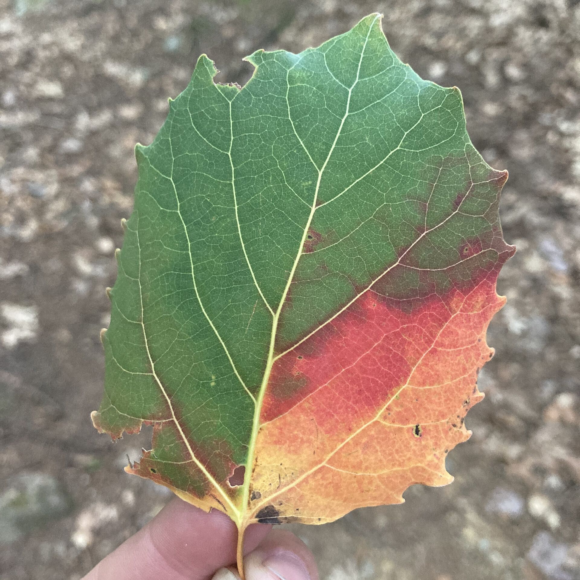 person holding a green leaf that is starting to change color for fall