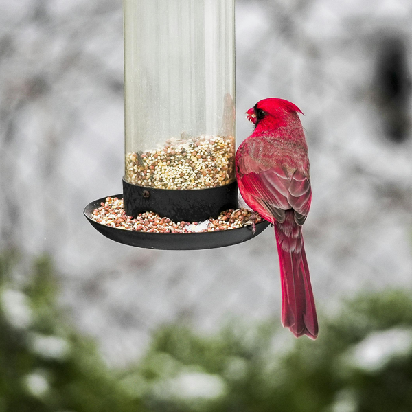 A cardinal sitting on a birdfeeder.