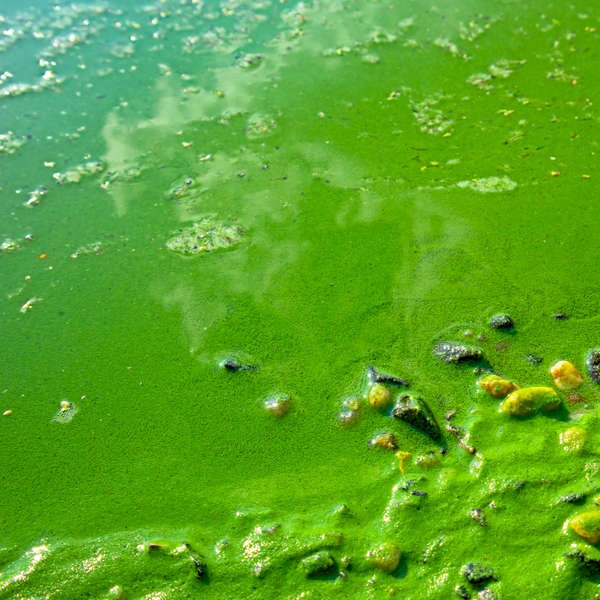 Cyanobacteria in full bloom.
