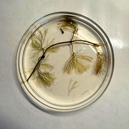 A sample of fanwort removed from a boat coming in to Newfound Lake at the Wellington Boat Launch.