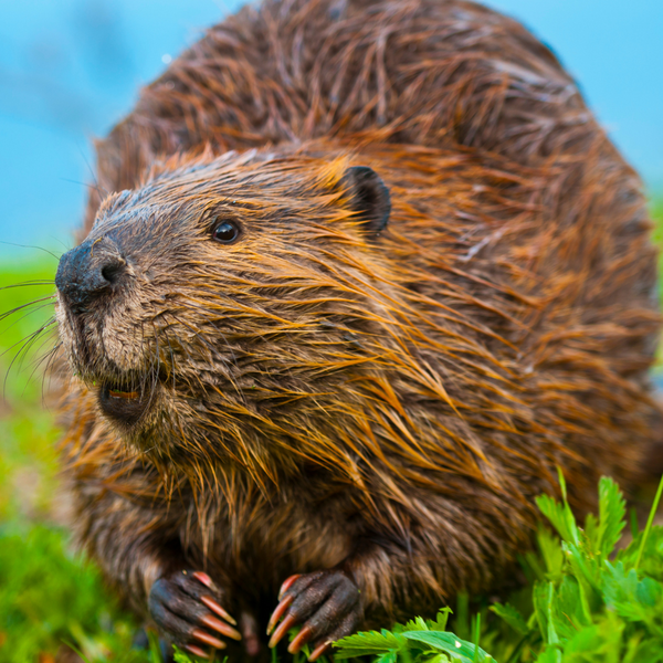 Photo of a beaver.