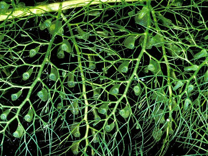 Bladderwort