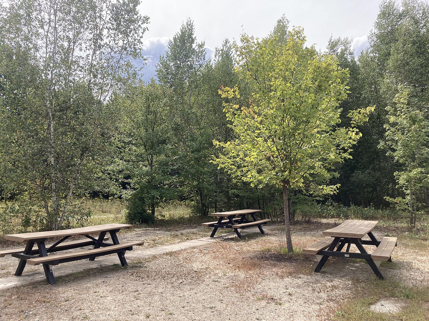 Photo of the picnic area at Grey Rocks, showing three picnic tables under an elm tree.