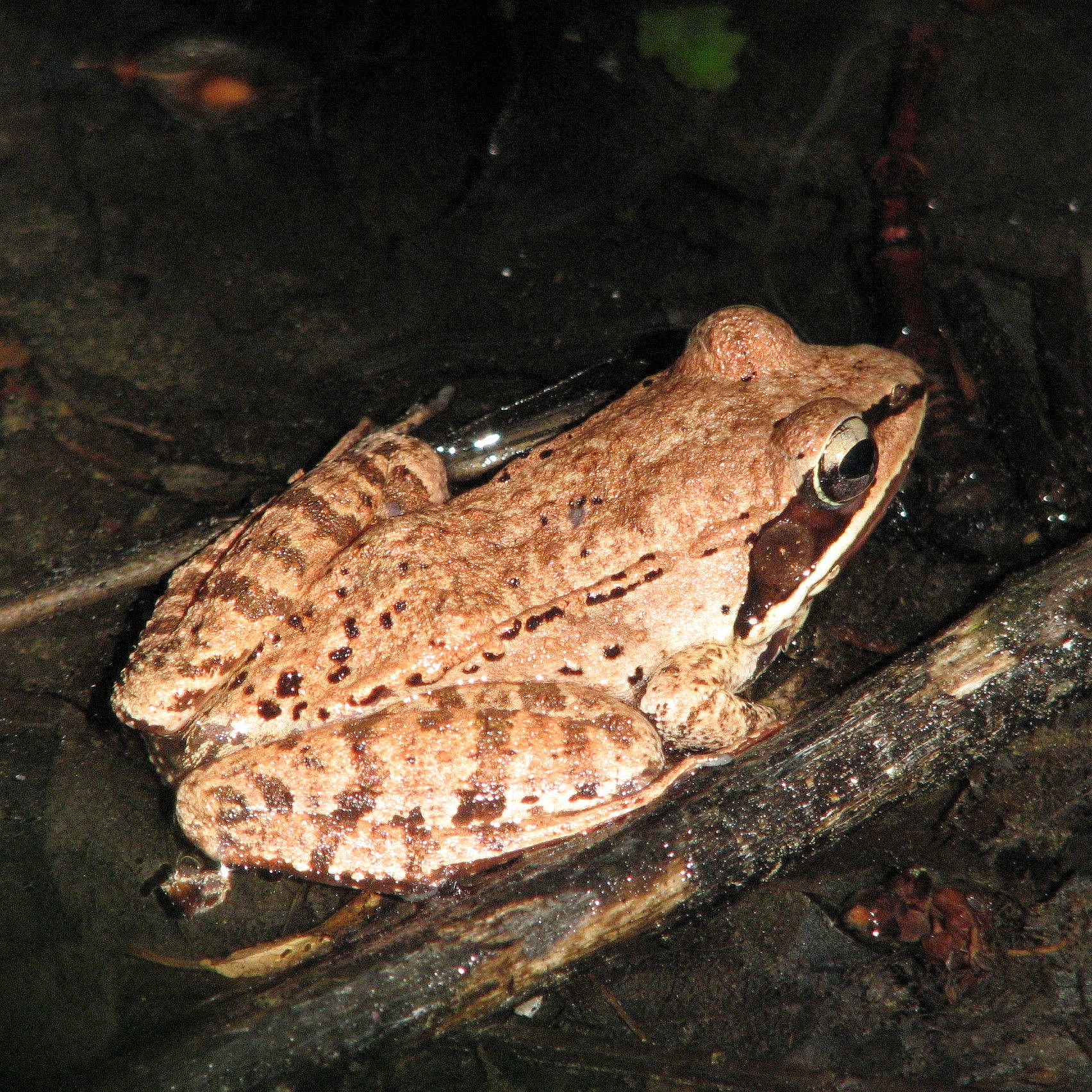 WoodFrog