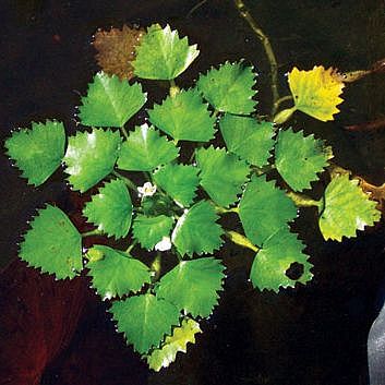 Water chestnut