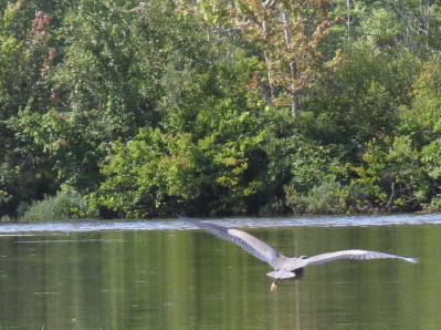 water bird in flight over lake