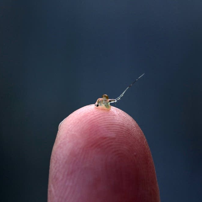 A spiny water flea sits on the tip of a finger.