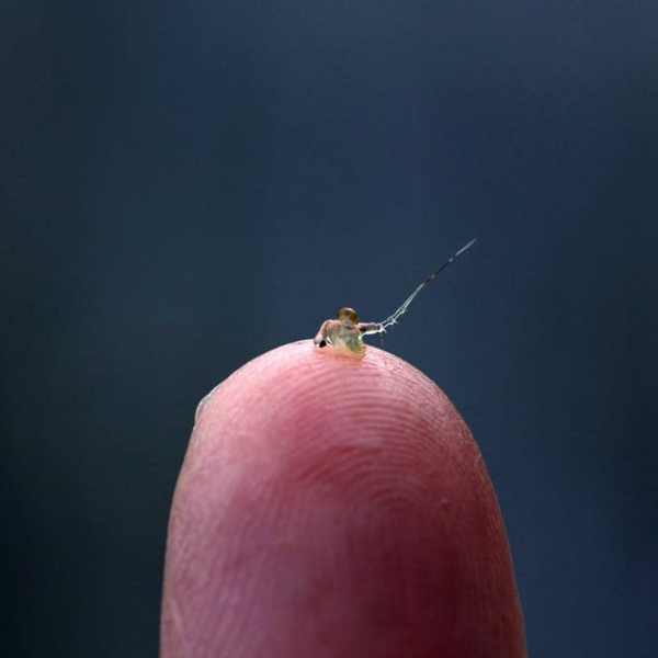 A spiny water flea balanced on a fingertip.