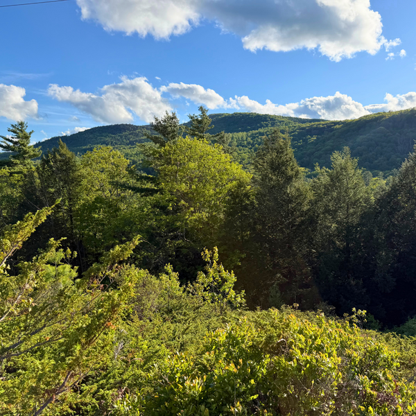 View of a forested hillside.