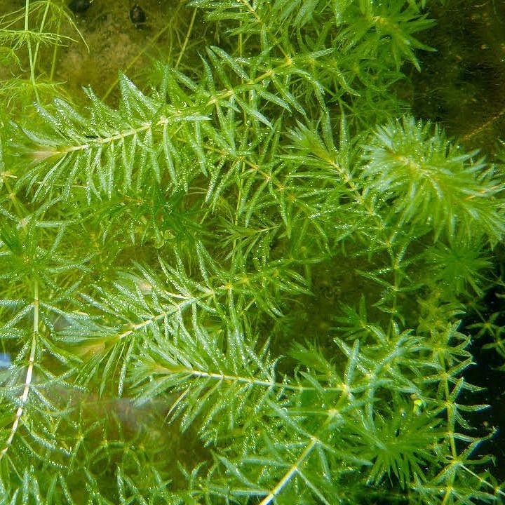 Hydrilla