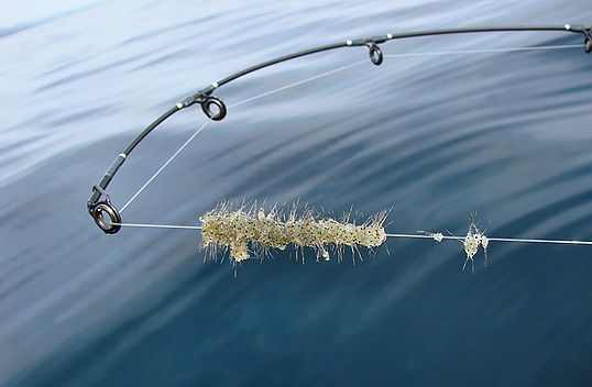 Spin water fleas tangled on fishing line.