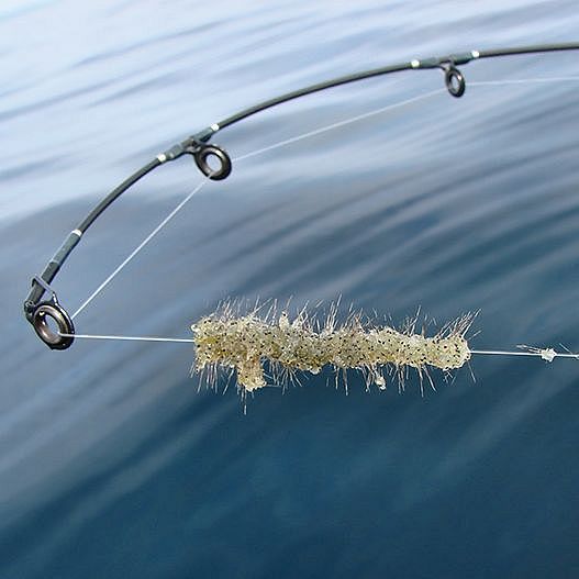 Photo: Jeff Gunderson Ask the Experts: Spiny Water Flea and New Hampshire Lakes