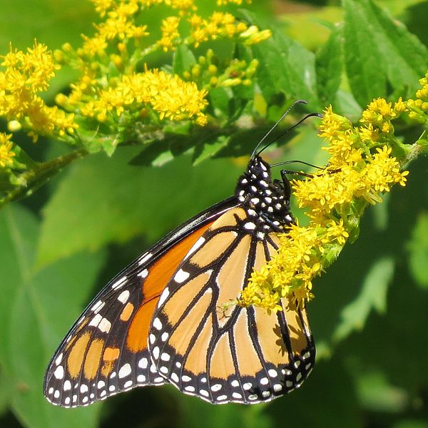 A monarch butterfly feeding on goldenrod.