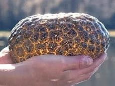 bryozoan