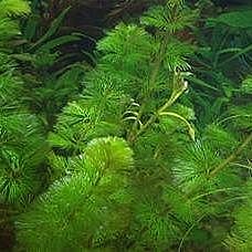 Fanwort