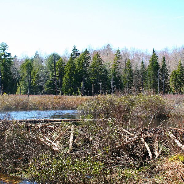 a picture of little pond