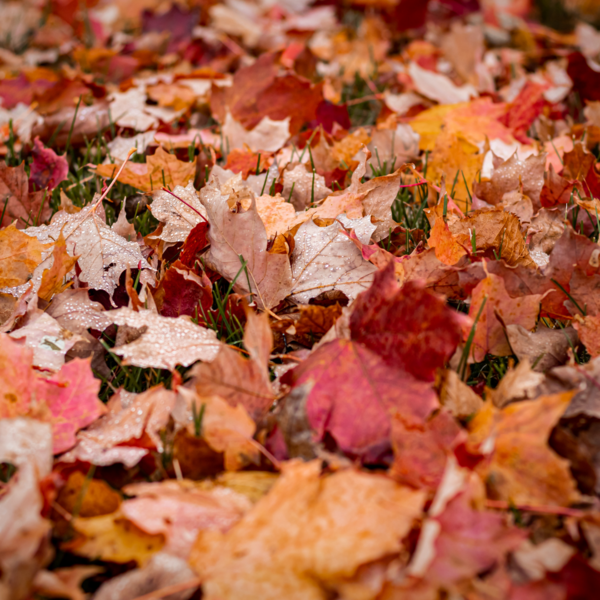 Leaf litter sits on a lawn feeding the soil, sheltering insects and supporting the springtime return of birds and pollinators.