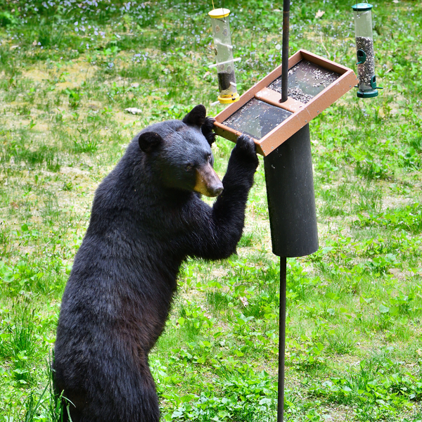 Black bear snacks on seed from birdfeeders in early spring.