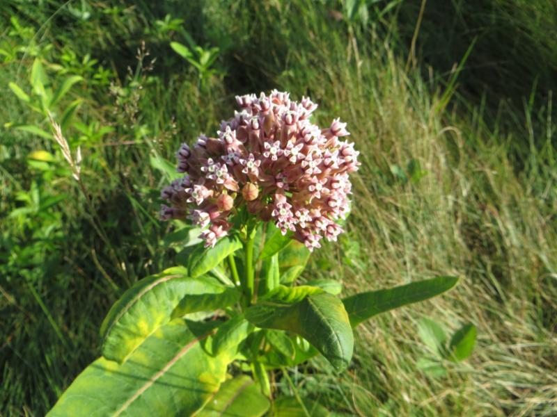 Milkweed Milkweed
