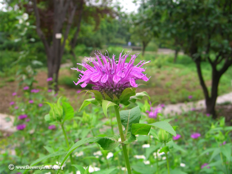 bergamot bergamot
