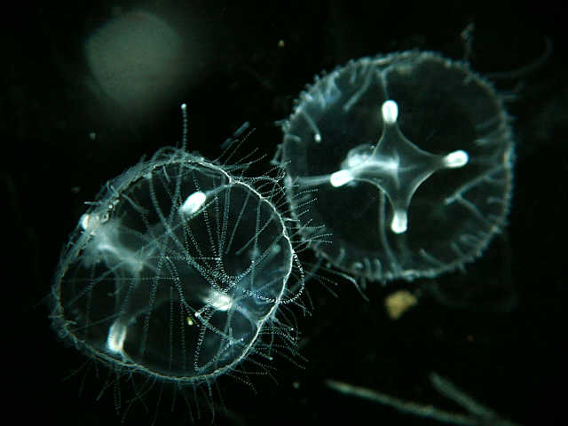 Jellyfish