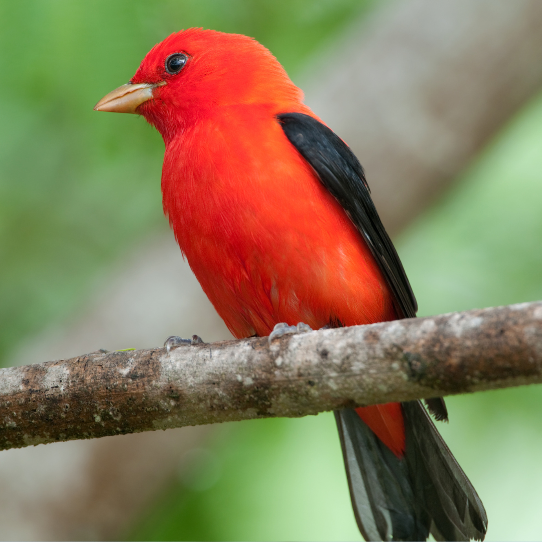 a scarlet tanager sitting on a branch