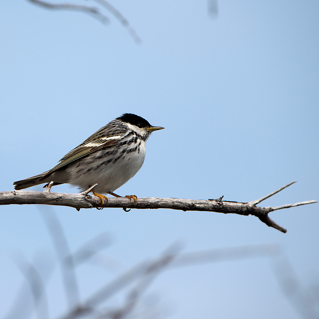 Blackpoll Warbler sitting on a limb.