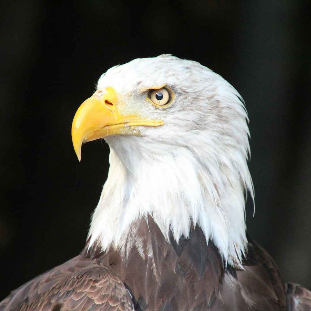 Photo of a Bald Eagle.