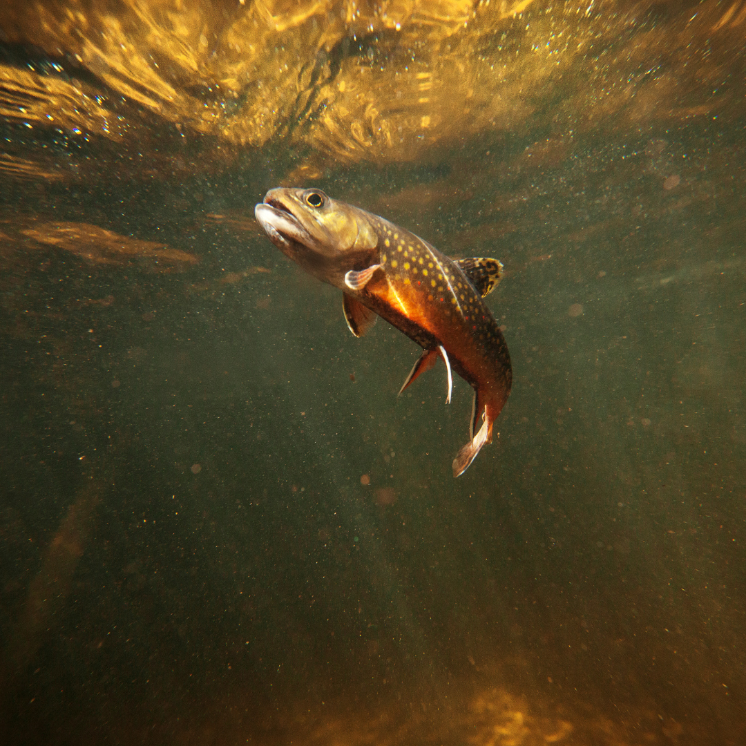A brook trout seen from underwater.