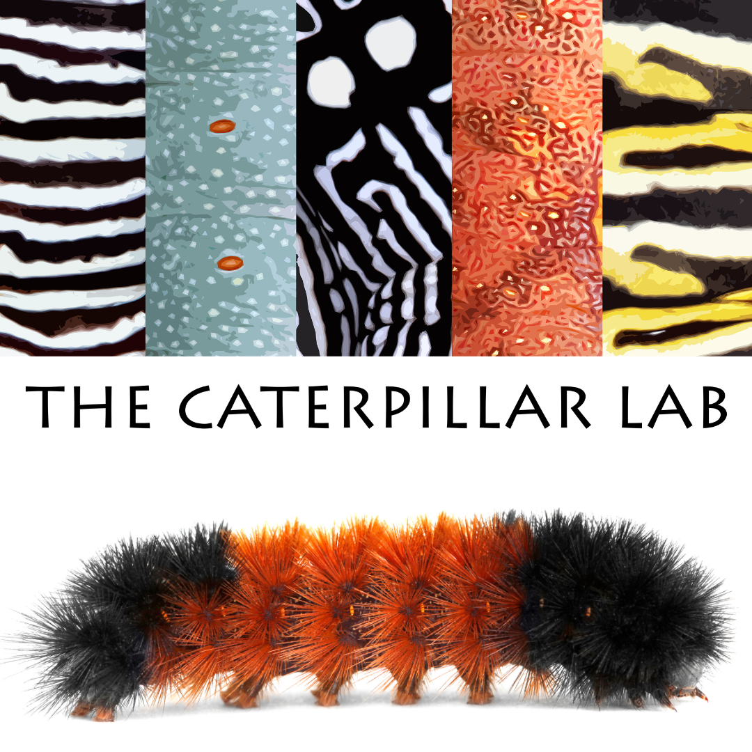 The Caterpillar Lab