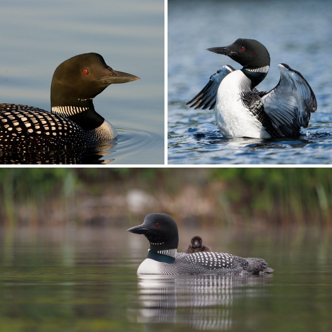 A collage of the common loon