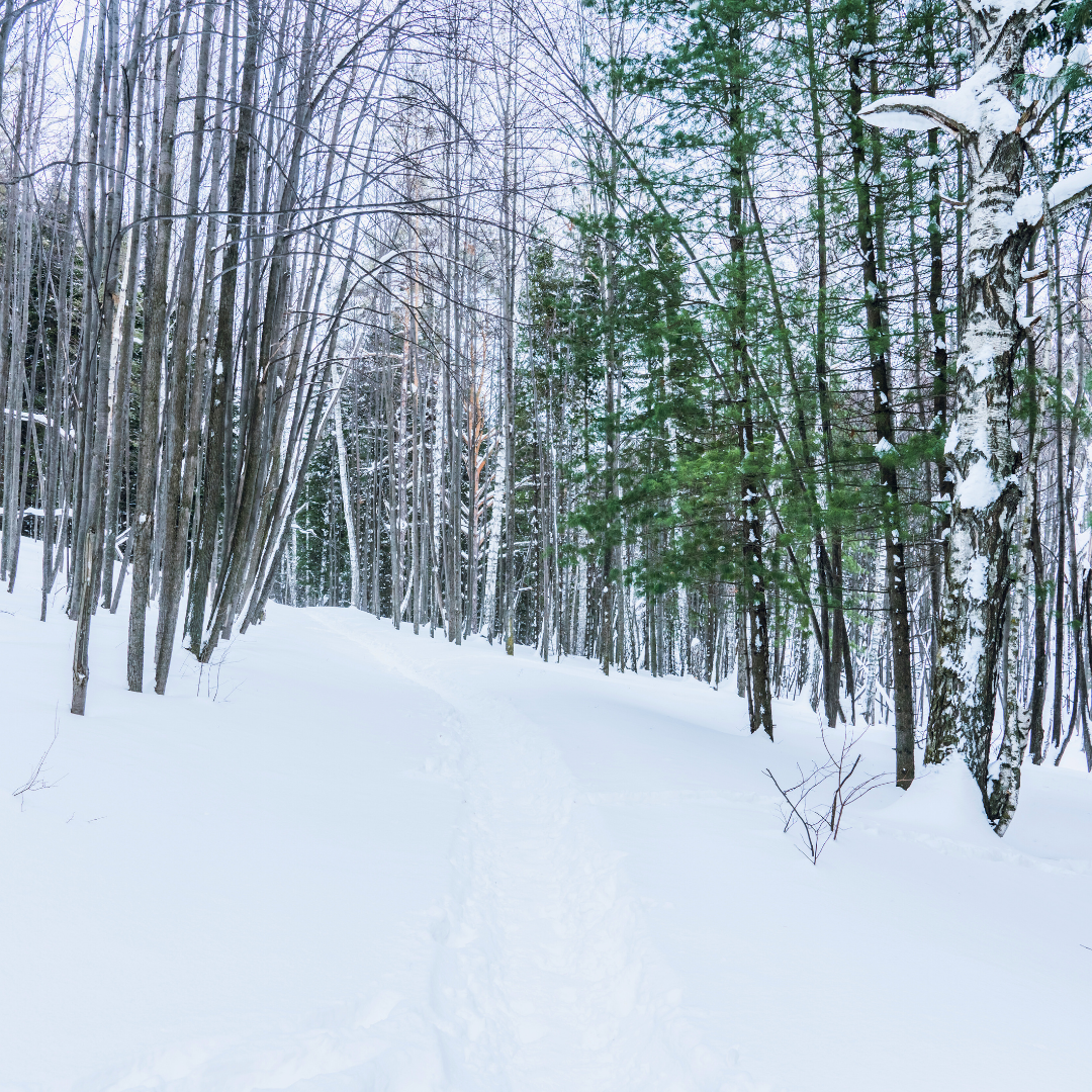 Trees covered in snow