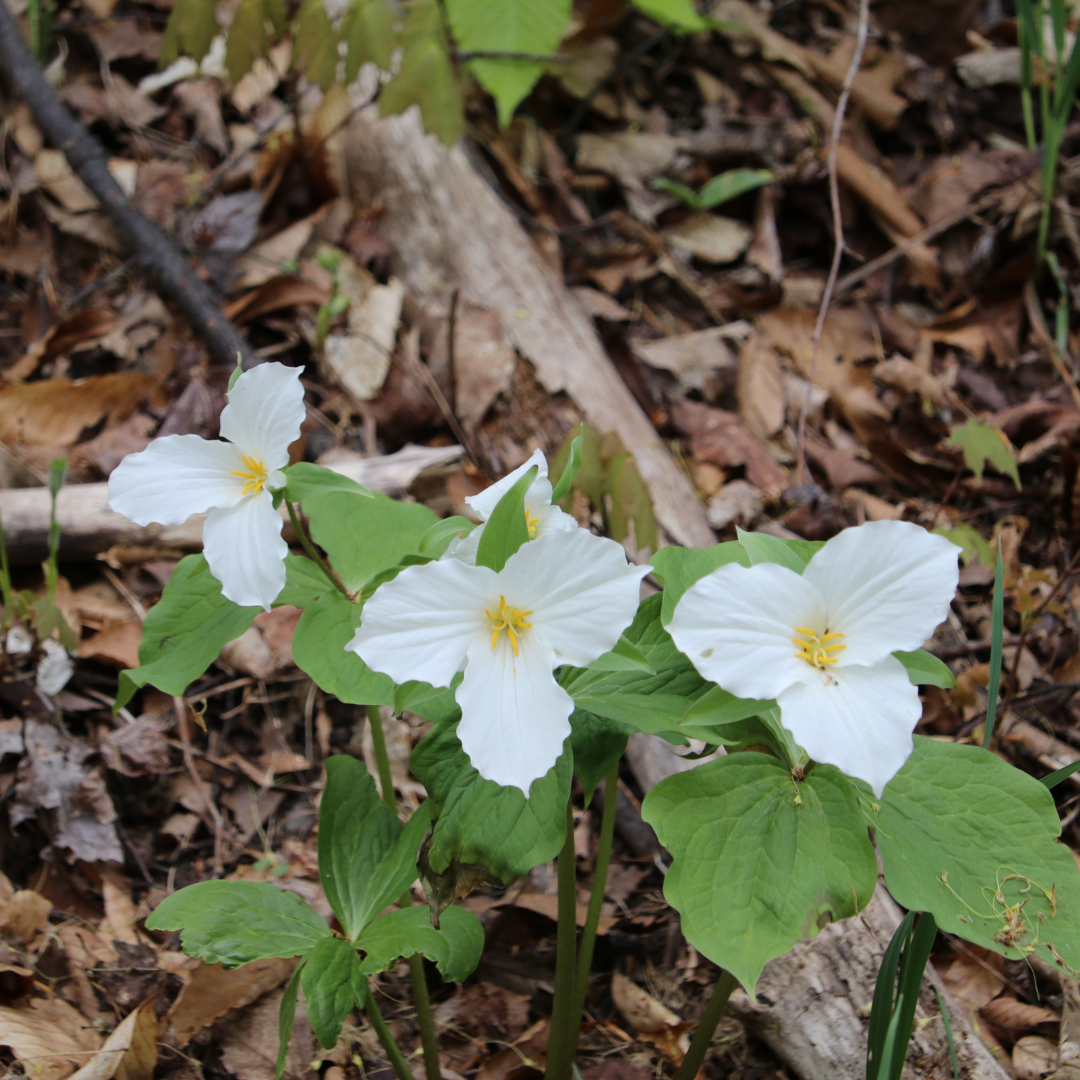 Trillium flowers peek out from the forest floor.
