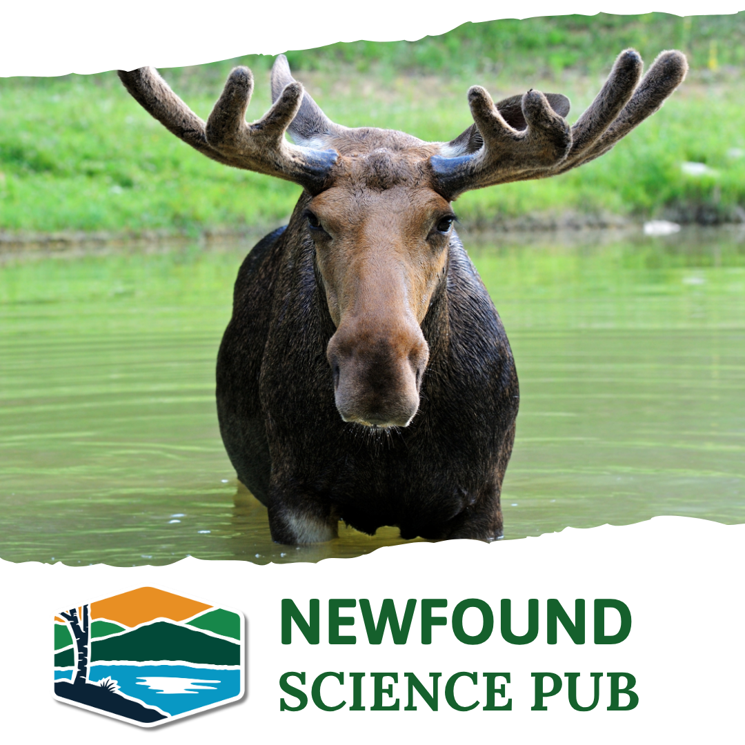 Newfound Science Pub | From Sound to Science: Using Acoustics to Understand Moose and Bat Populations in New Hampshire
